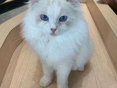 -瞄一喵猫咖(格力海岸店)