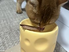 -瑞派·关忠动物医院·猫专科·犬专科(三环新城店)