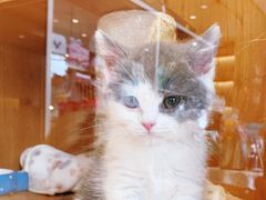 -Pets First伊珊娜洗护·精致美容·家庭式寄养(新会路店)