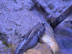 -上海海洋水族馆