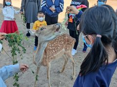 -北京麋鹿生态实验中心