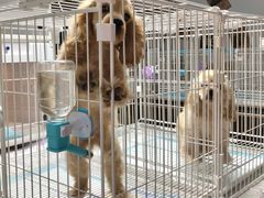 -翊宠yipet猫狗购宠庄园