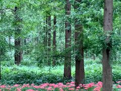 -黄海国家森林公园