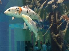 -北戴河圣蓝海洋公园