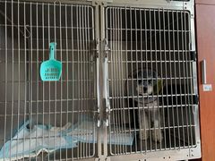 -艾贝尔宠物医院·狂犬免疫点(江山金象城店)