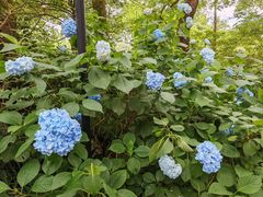 -杭州植物园