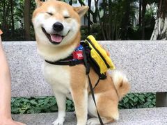 -芭比堂动物医院广州顽皮分院