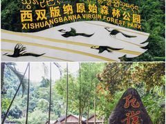 -西双版纳原始森林公园