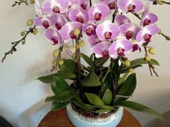 -荷风细雨·中国茶宴(碧云店)