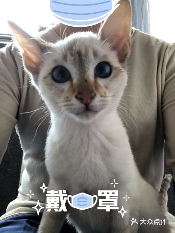 这是一只暹罗的其他品相的