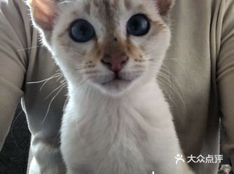 这是一只暹罗的其他品相的