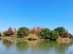 -三垟湿地