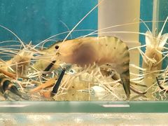 景观位-钳真多钓虾馆·小龙虾海鲜烧烤(九六广场店)