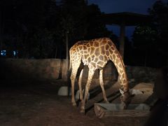 -清迈夜间动物园