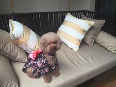 -上海崇明金茂凯悦酒店