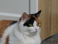 -纳吉亚猫专科动物医院博雅分院