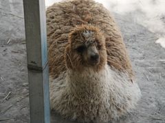 -青藏高原野生动物园