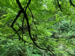 -龙苍沟森林公园