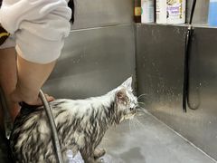 -宠爱国际动物医院·消化内科·心肾内科·ISFM猫友好(望京店)
