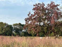 -艾溪湖湿地公园