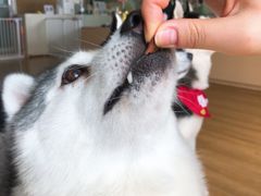 -Husky Go! 哈士奇体验馆·宠物咖啡厅狗咖