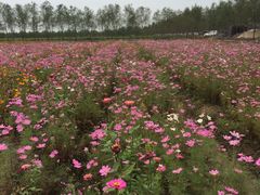 -漩门湾国家湿地公园