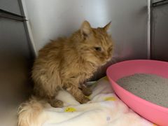 -纳吉亚猫专科动物诊疗中心(蒋宅口分院)