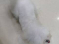 -家有小宠宠物美容(双楠街店)