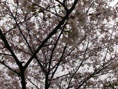 -武汉大学-樱园