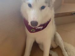 -Husky Go! 哈士奇体验馆·宠物咖啡厅狗咖