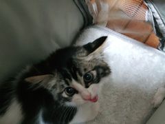 -千城康桥宠物医院·猫科·骨科·心脏