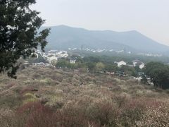 -香雪海