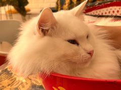 -平行世界·猫咖(首经贸店)