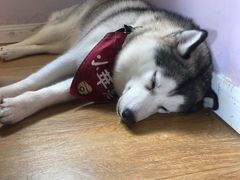 -Husky Go! 哈士奇体验馆·宠物咖啡厅狗咖