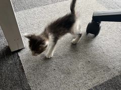 -萌兽医馆·宠物医院·猫骨科(创景店)