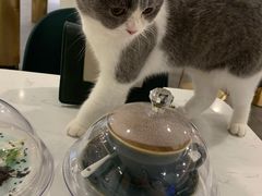 -飞行喵MR PILOT|猫舍·猫咖(静安大融城店)