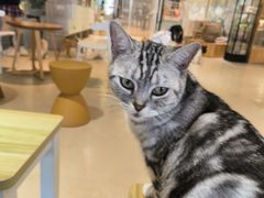 -藏猫猫咖啡主题馆(中央大道店)