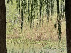 -贡湖湾湿地公园