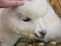-藦茜花园宠物主题亲子互动体验馆(国顺东路店)