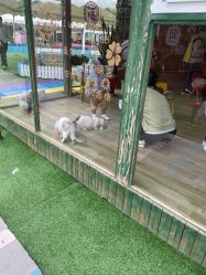 -萌宠亲子动物乐园(槐房万达店)