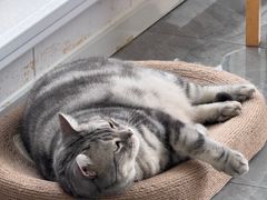 -爱洗澡的猫(望京店)
