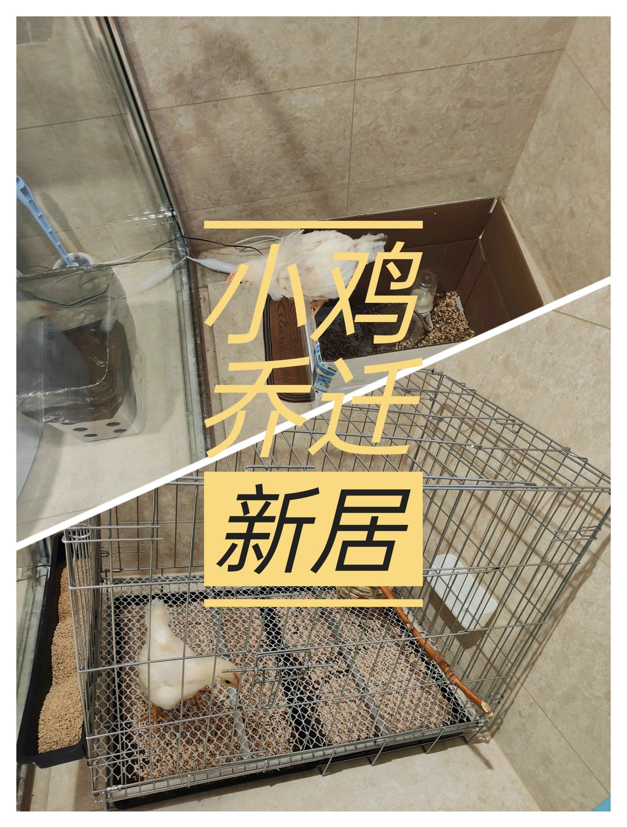 小鸡住进大房子啦