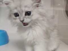 -喵zoo家庭繁育猫舍(尖东智能花园店)