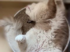 -创凡宠物医院·骨专科  猫科中心(西乡分院)