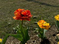 -径山花海