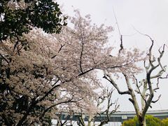 -上海南浦大桥长途旅游客运站