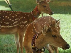 -栾川竹海野生动物园