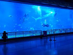 -烟台海昌鲸鲨海洋公园