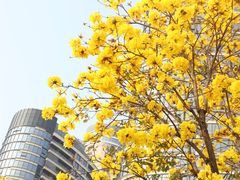 -洲头咀公园