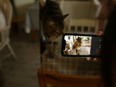 -海边的猫和咖啡馆